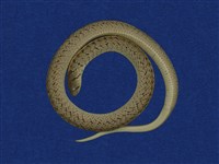 藏品(赤背松柏根)的圖片